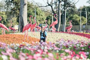 BIB: 
                            <button type="button" onclick="openModal(27344236)" class="btn btn-primary btn-sm float-right btn-popup" data-toggle="modal" data-target=".modal-high-quality">
                        <i class="fas fa-shopping-cart"></i> Add to Cart
                    </button>
                                            <button type="button" onclick="isThisMe(27344236, true)" class="btn btn-success btn-sm float-right btn-popup btn-isme hidden" data-toggle="tooltip" data-placement="bottom" title="นี่คือรูปของคุณใช่ไหม คลิกที่นี่เพื่อเอาเข้าอัลบั้ม">
                        <i class="fas fa-plus"></i> Add to album
                    </button>
                    <button type="button" onclick="isThisMe(27344236, false)" class="btn btn-warning btn-sm float-right btn-popup btn-isnotme hidden">
                        <i class="fas fa-ban"></i> Remove from album
                    </button>